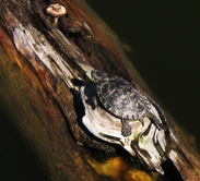 Some of my nature photography